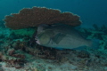   Bumb head parrot fish clean station  